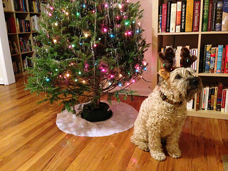 Ella's a reindeer