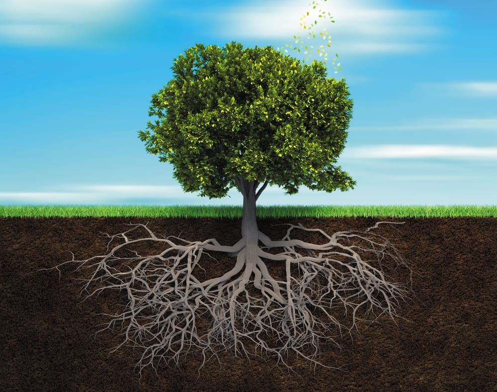 This Year a Serial Takes Root