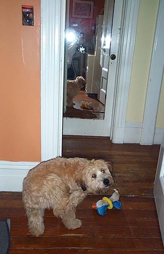 Ella the Wonder Dog, April 2004, 6 months old