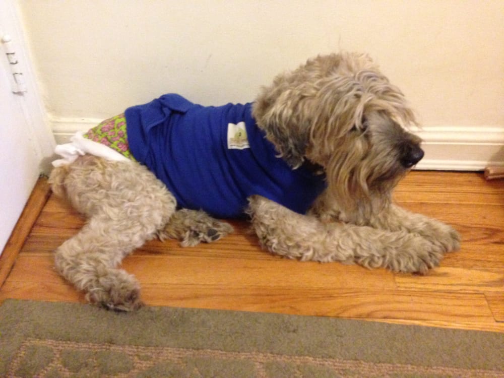 Ella in her Surgi Snuggli after cyst surgery