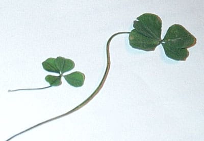 four-leaf clovers