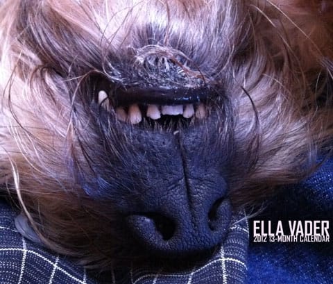 Ella Vader 2012 13-Month Calendar