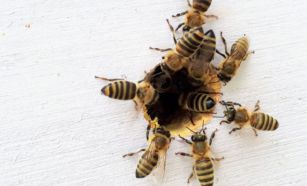 You Can’t Spell “Preventable” Without a Bee