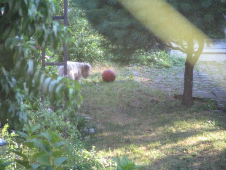 Stalking the wild basketball