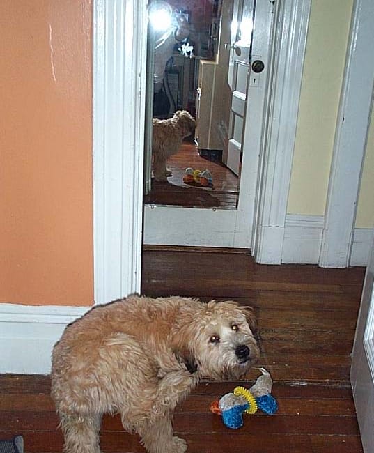 Ella the Wonder Dog, April 2004, 6 months old
