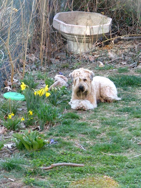Groovy dog