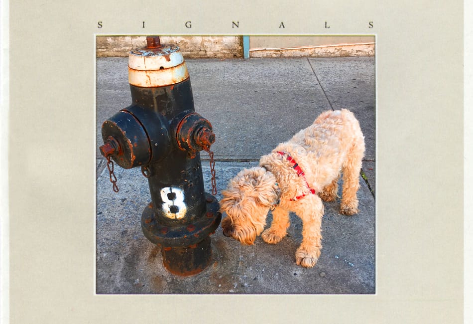 Ella - Signals