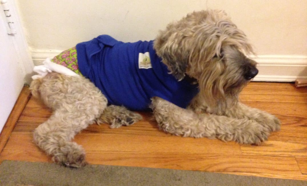 Ella in her Surgi Snuggli after cyst surgery
