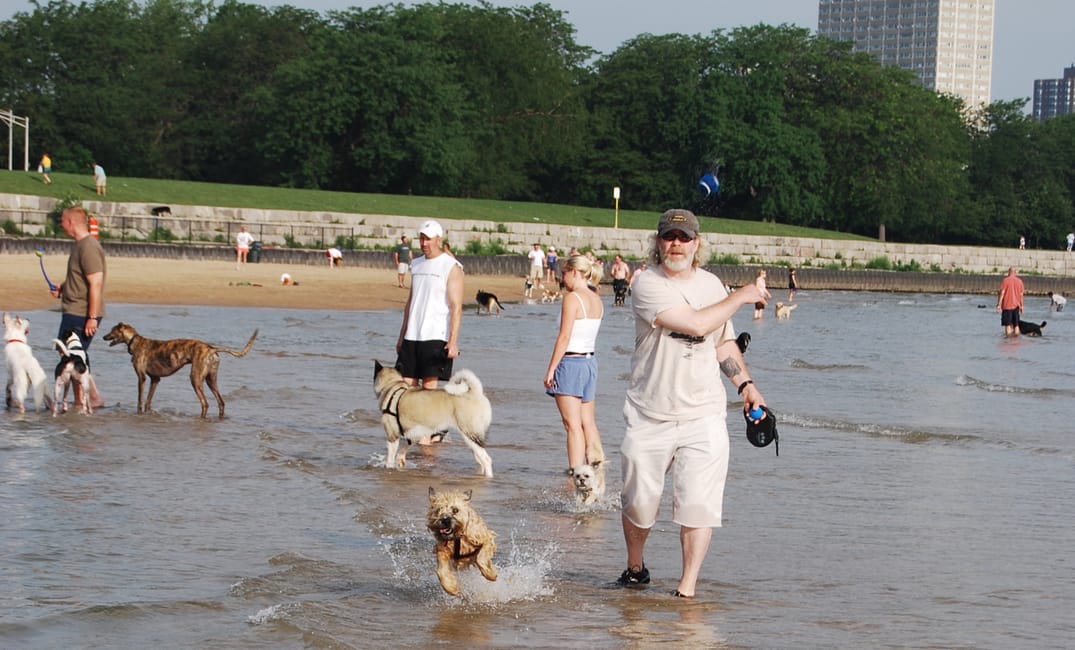 Here's a photo from Montrose Dog Beach