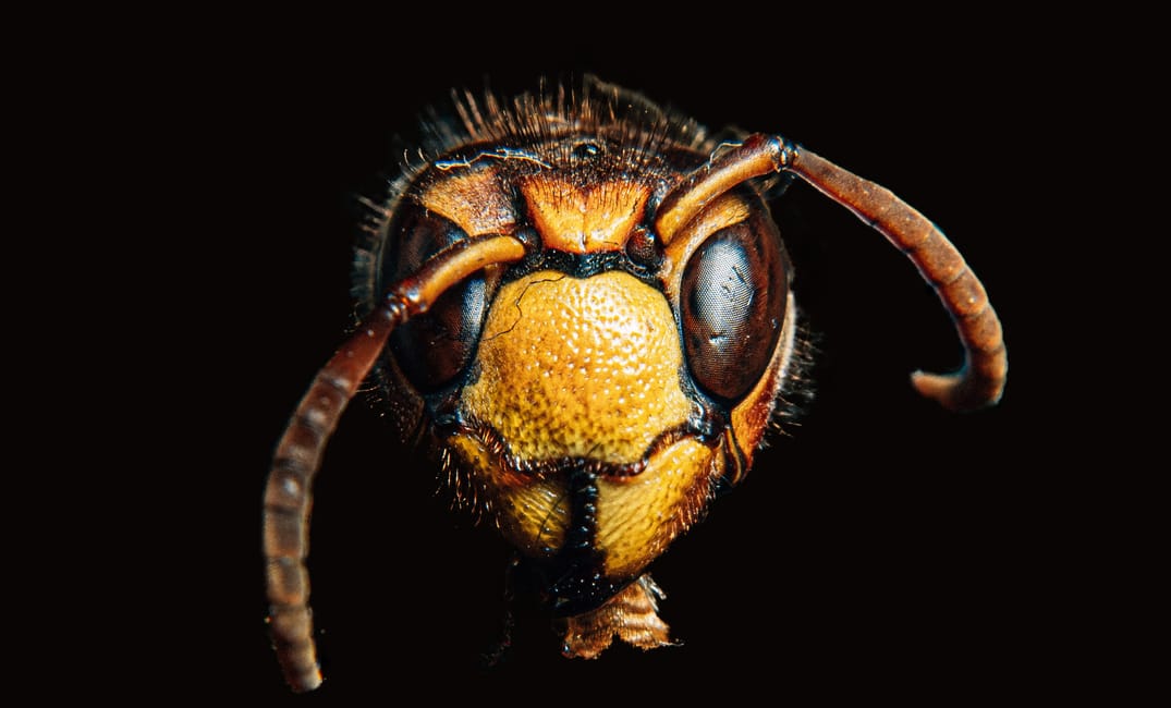You can’t spell “preventable” without a bee