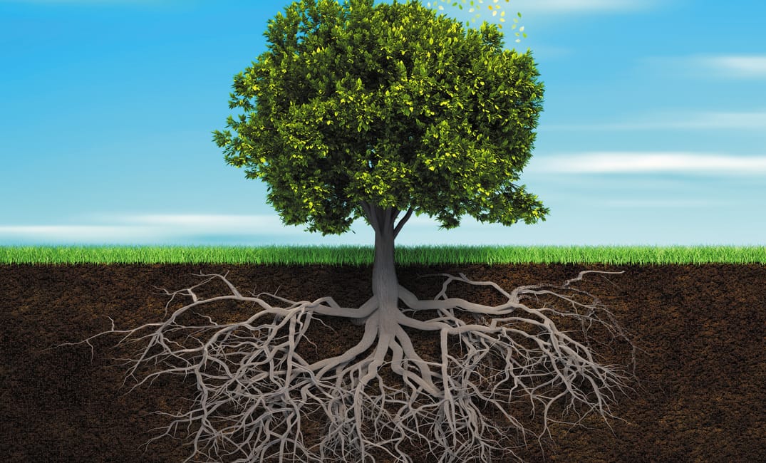 This year a serial takes root
