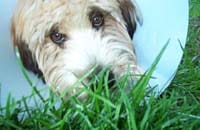 Ella in the grass, with cone