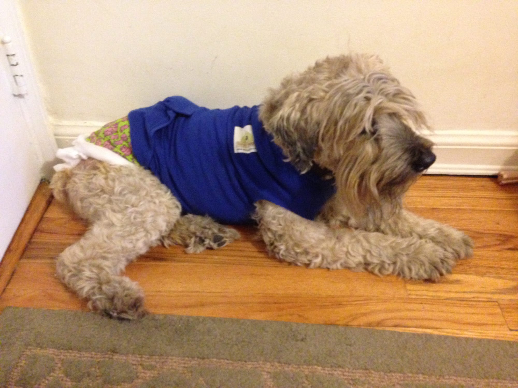 Ella in her Surgi Snuggli after cyst surgery