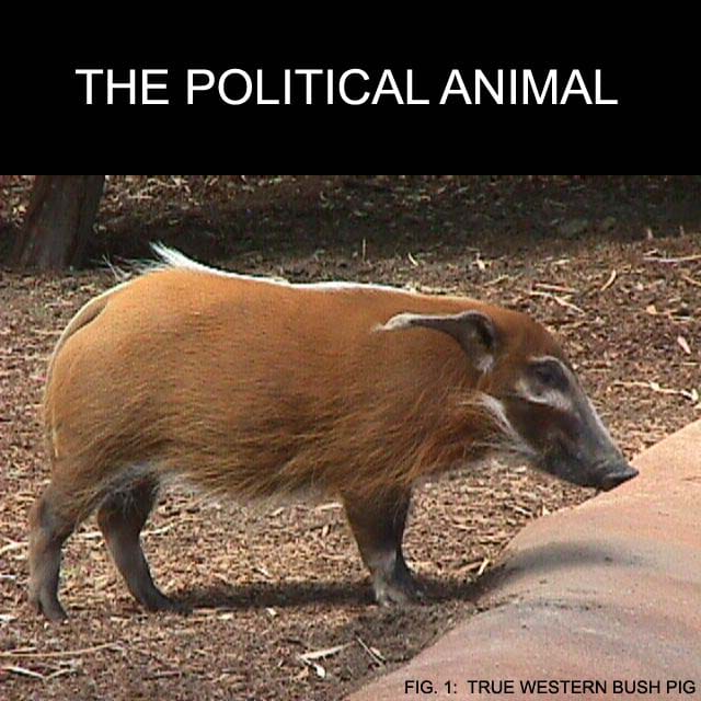 The Political Animal