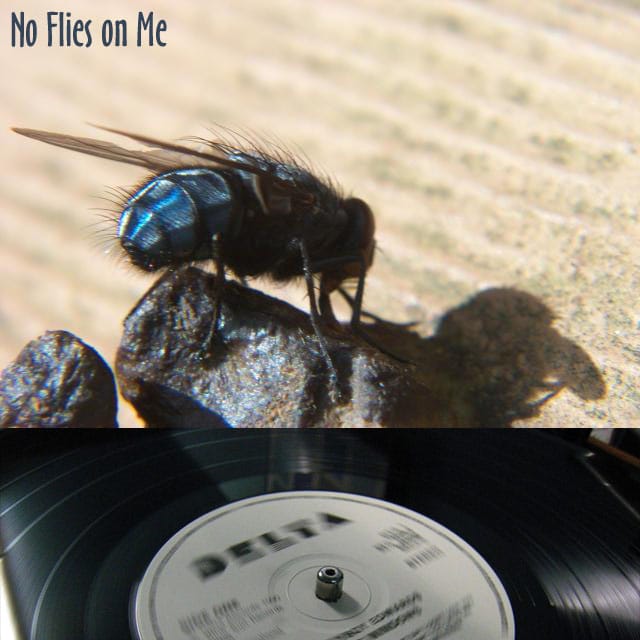 No Flies on Me