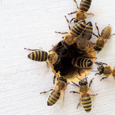 Image of: You Can’t Spell “Preventable” Without a Bee