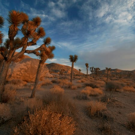 Image of: Life on Earth