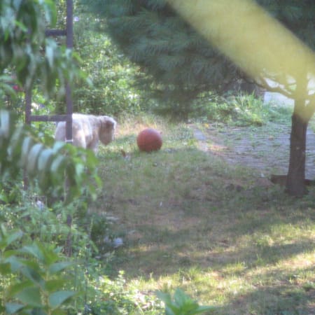 Image of: Stalking the wild basketball