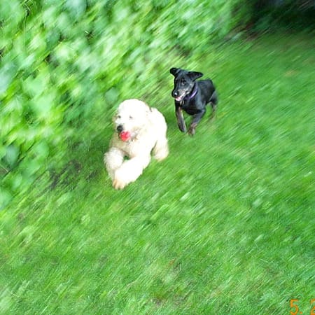 Image of: Adventures of the Brown Comet and Nyla