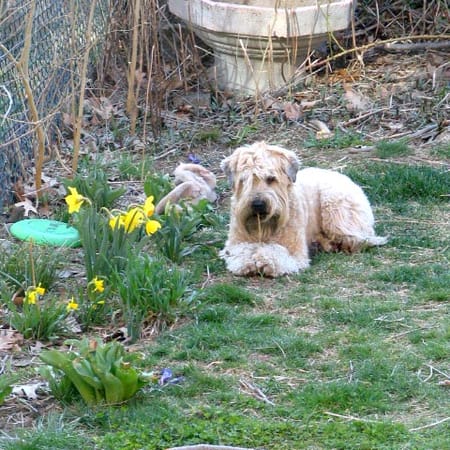 Image of: Groovy dog