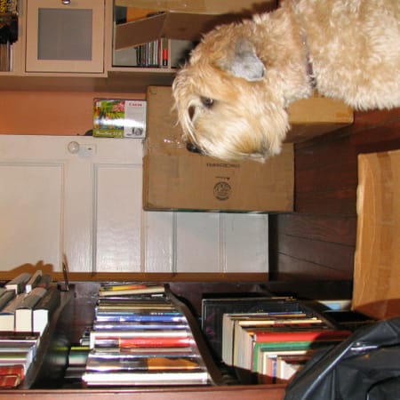 Image of: Someone's been pawing through my bookshelf