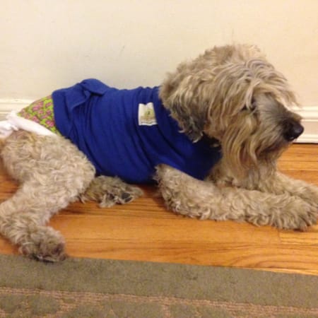 Image of: Ella un-a-cyst-ed