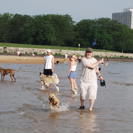Image of: Here's a photo from Montrose Dog Beach