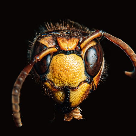 Image of: You can’t spell “preventable” without a bee