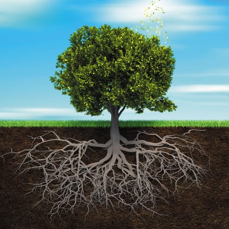 Image of: This year a serial takes root