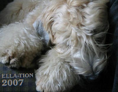 Image of: Ella-tion 2007 12-Month Calendar!