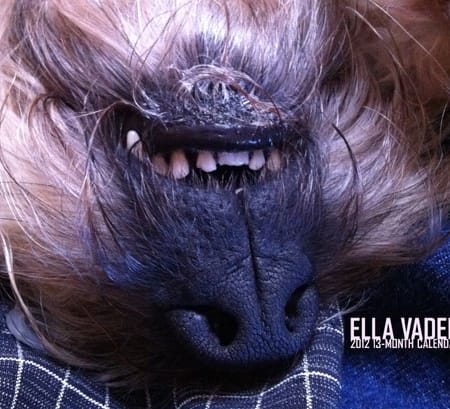 Image of: The Ella Vader 2012 13-month calendar is available!