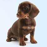 Image of: Trivia benefit for the puppies
