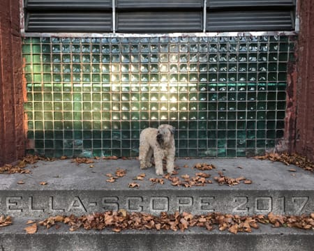 Image of: Get your 2017 Ella calendars now!